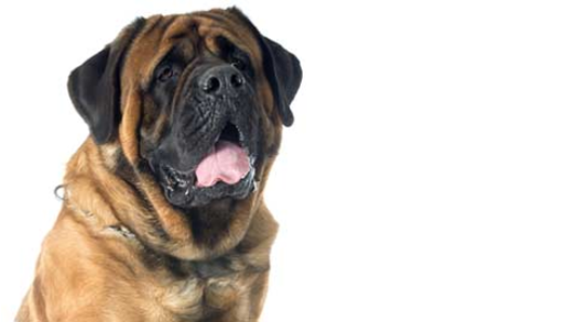 Mastiff Dog Training