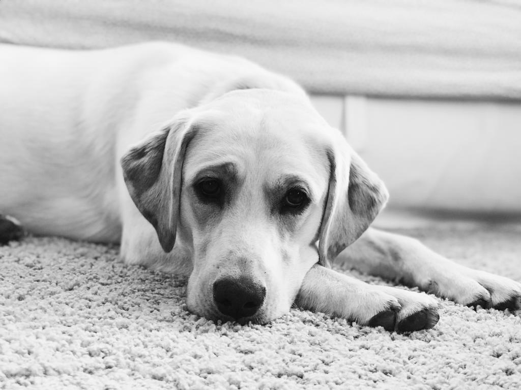 Labrador Dog Training Montgomery Labrador Dog Trainer Conroe