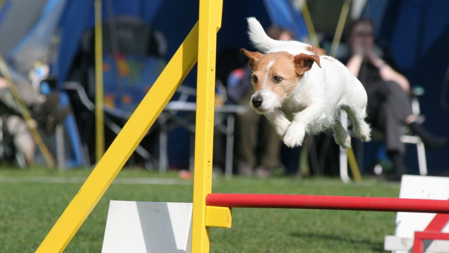 Agility Training Is Great for Anxious Dogs Focus Dog Training