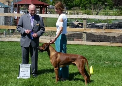 Rafiki, the Rhodesian Ridgeback