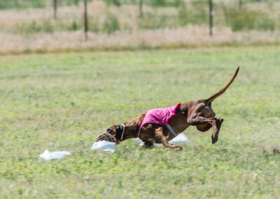 Rafiki, the Rhodesian Ridgeback
