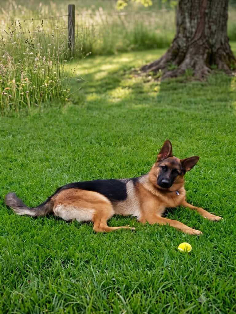 Bella, the German Shepherd
