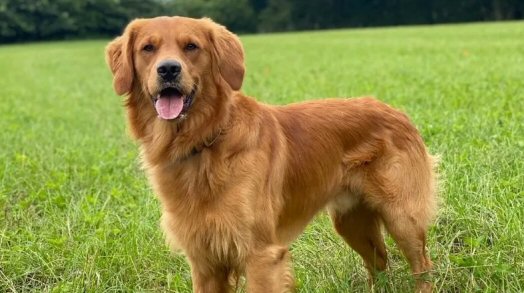 Jack, the Golden Retriever Puppy Golden retriever dog standing on green grass in a park setting.