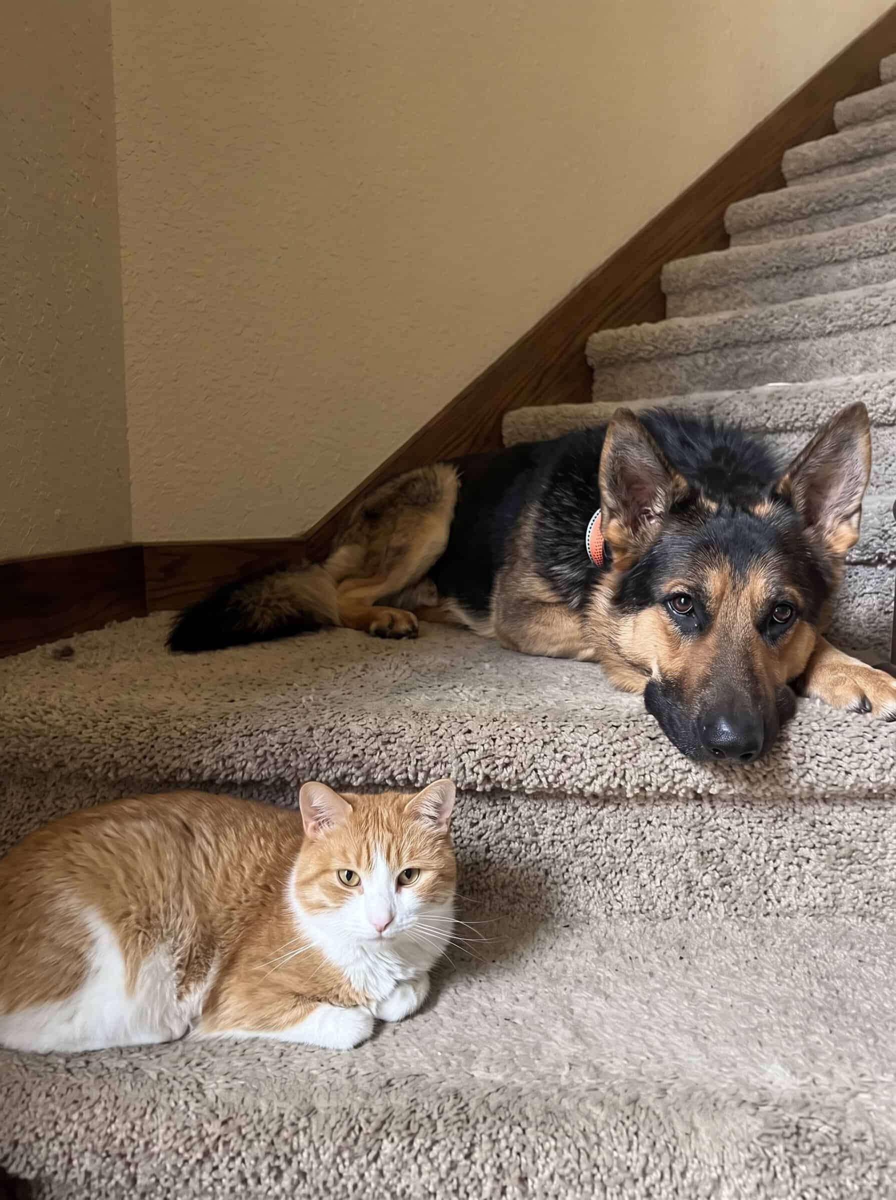 Scout, the German Shepherd Scout, the German Shepherd