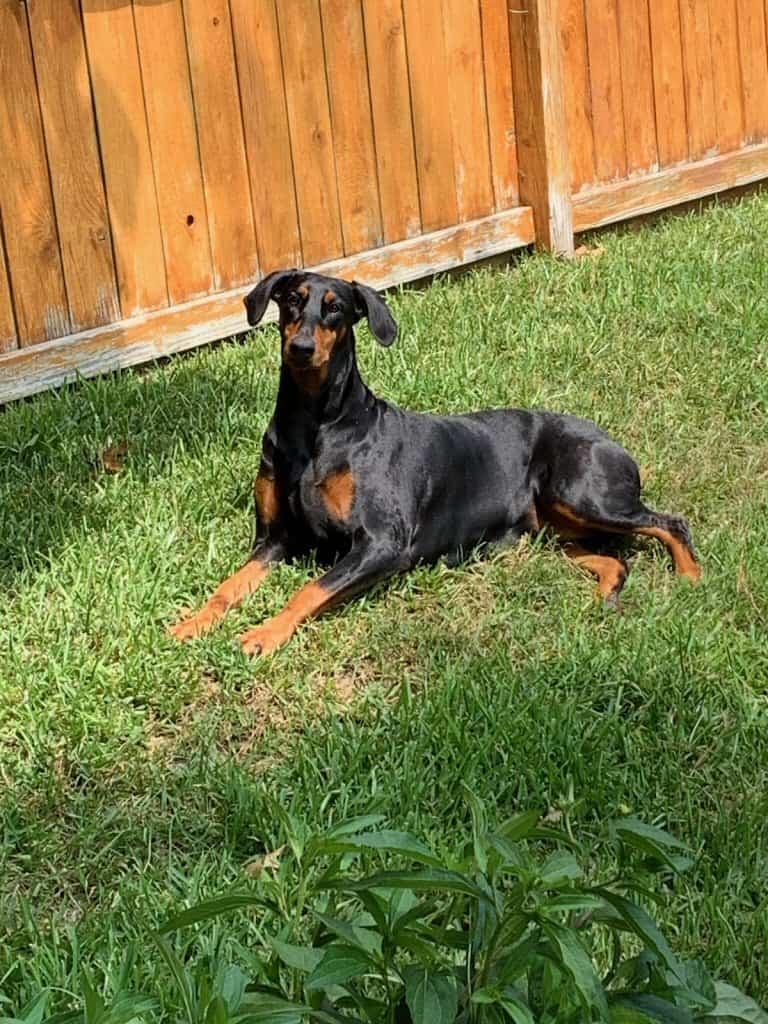 Focus Dog Training Home 2 Black and tan Doberman lying on grass near wooden fence in backyard.