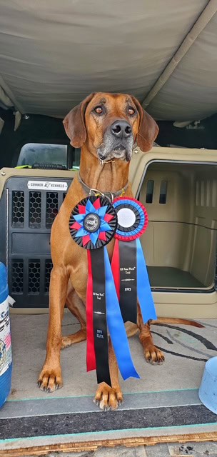 In Memory of Rafiki Dog with award ribbons at Focus Dog Training, celebrating achievement.