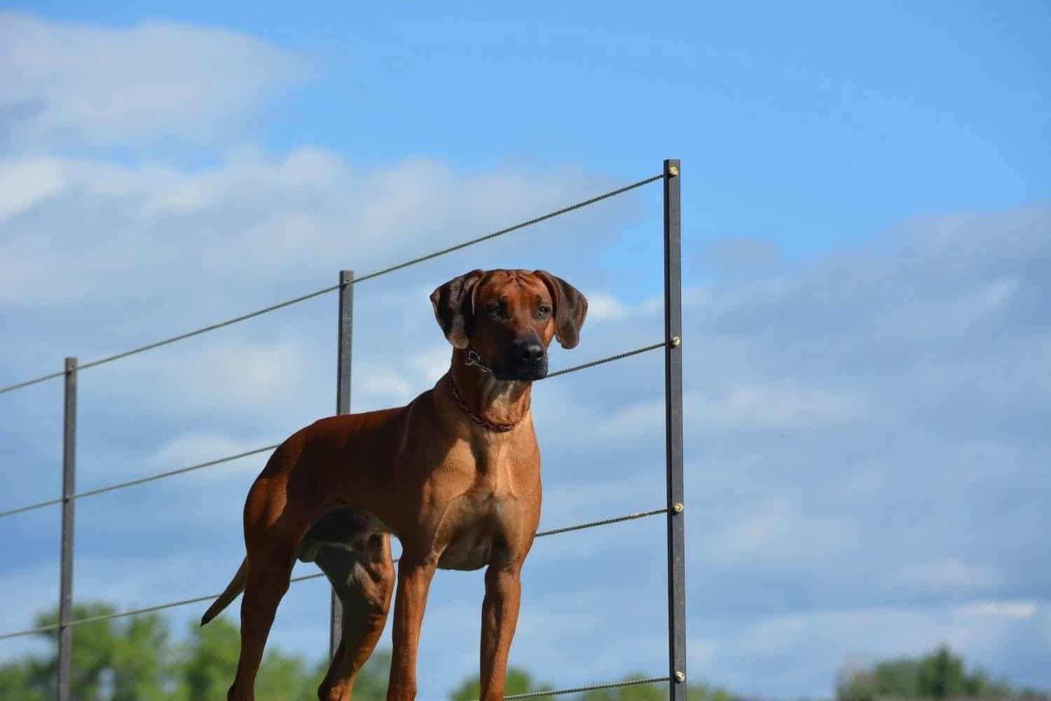 In Memory of Rafiki Dog training session outdoors with a brown dog on a leash near a fence.