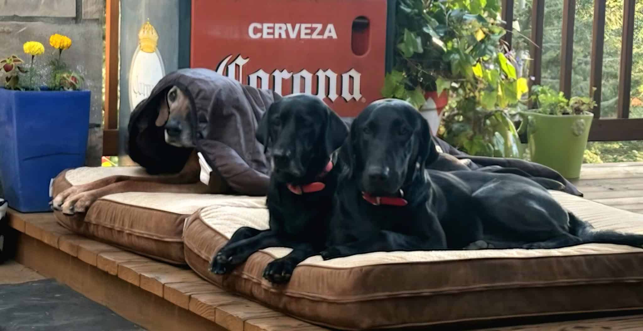 In Memory of Rafiki Three black Labrador retrievers resting on a dog bed indoors with plants and a Corona beer sign in背景.